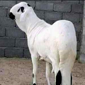 قصاب ماهر بحي البديعه 0َ556418907 